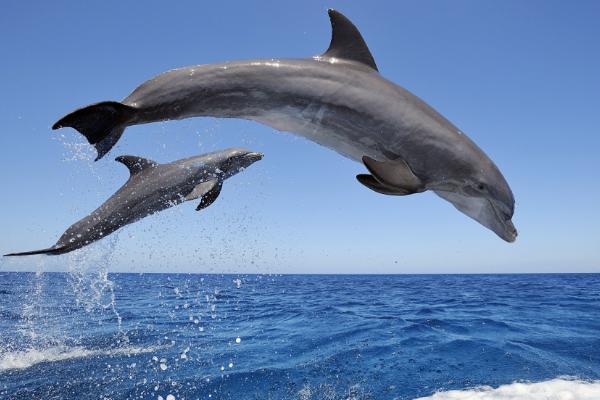海豚的生殖方式,雄海豚和雌海豚是如何繁衍的