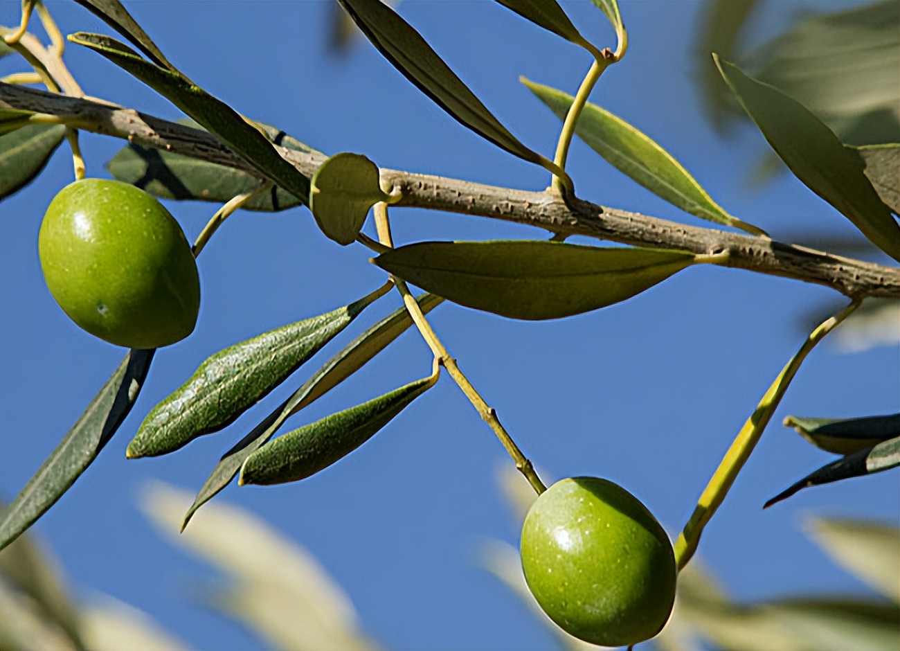 橄榄油好坏怎么辨别,橄榄油质量鉴别