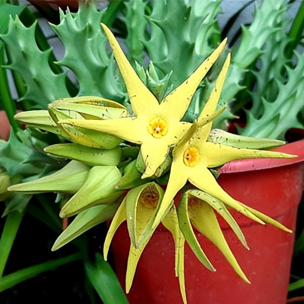 102个大类近500个多肉植物图片，都极其美丽，建议在家中也养一盆