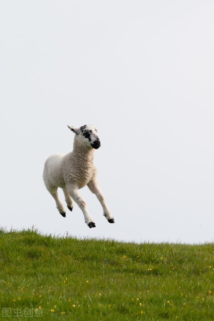 羔羊反复拉稀最有效的方法,羔羊春季拉稀怎么防治
