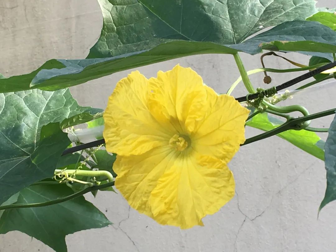 道仙草｜水瓜的“水分”