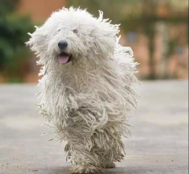 100多种名犬图片大全大图高清,100多种名犬图片大全大图