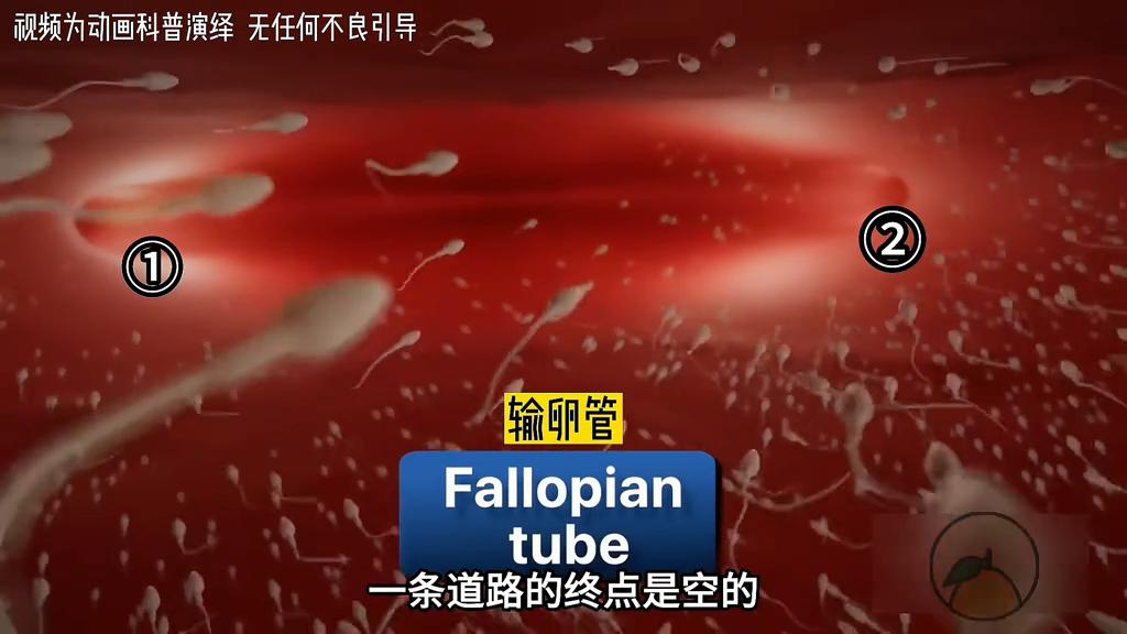 带你观看你人生中的第一场比赛是如何获胜的~#科普动画#...