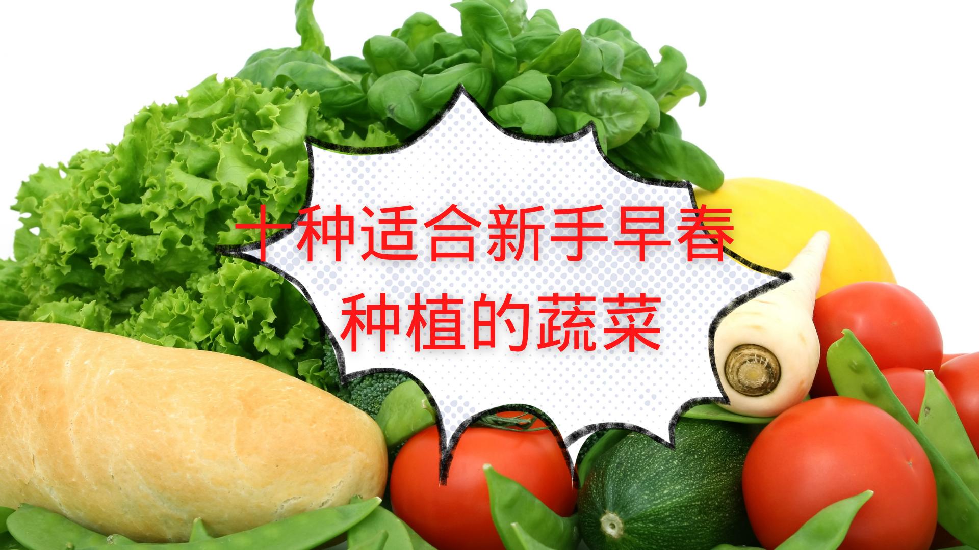 适合春季在阳台上种植的蔬菜,新手必备的10种菜