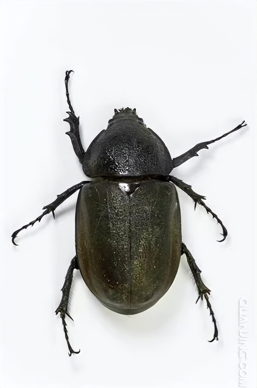 真正的丛林美食有哪些,硬核知识大全100个