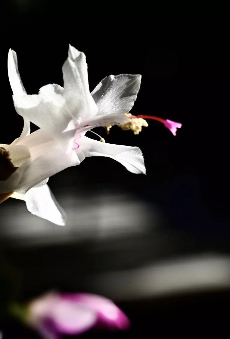 认识各种花的花名,认识各种花的名称