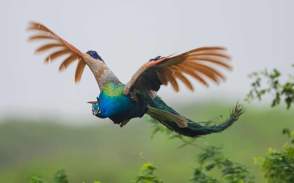 养鳄鱼差点被咬到,养殖鳄鱼长大了会咬主人吗