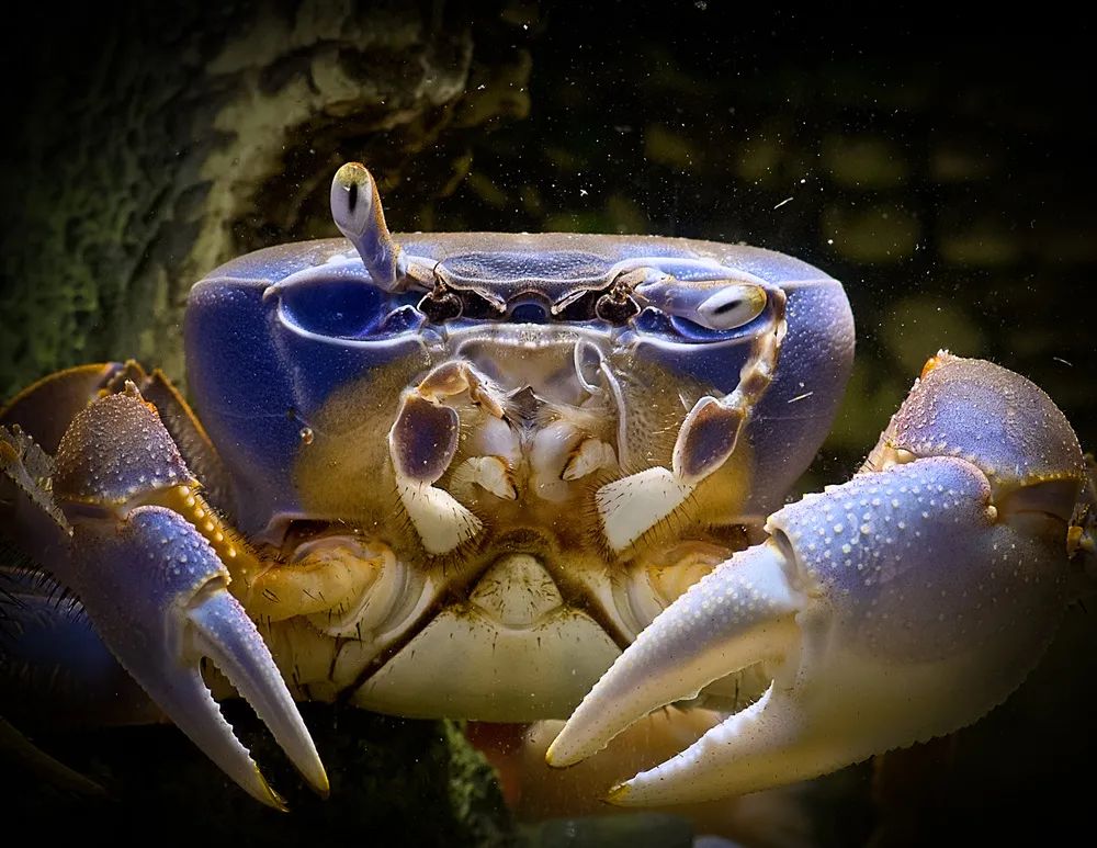 吃死螃蟹真的会中毒吗,死螃蟹还能吃吗真的有毒吗