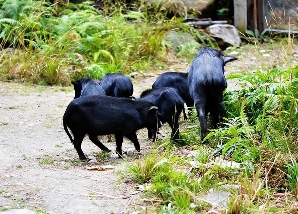 生态猪的养殖技术和方法,生态猪的养殖方法和销量