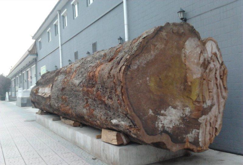 越南木工发现兰花印记,越南木工发现兰花