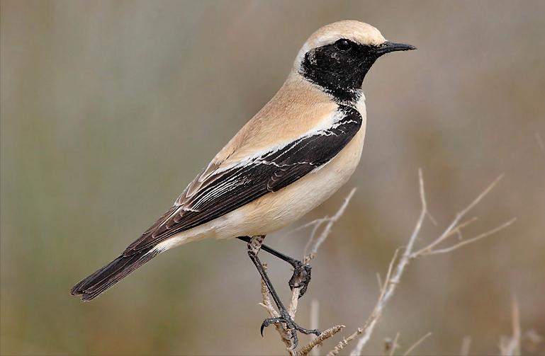 所有鸟图片大全大图,50张最佳鸟类摄影作品