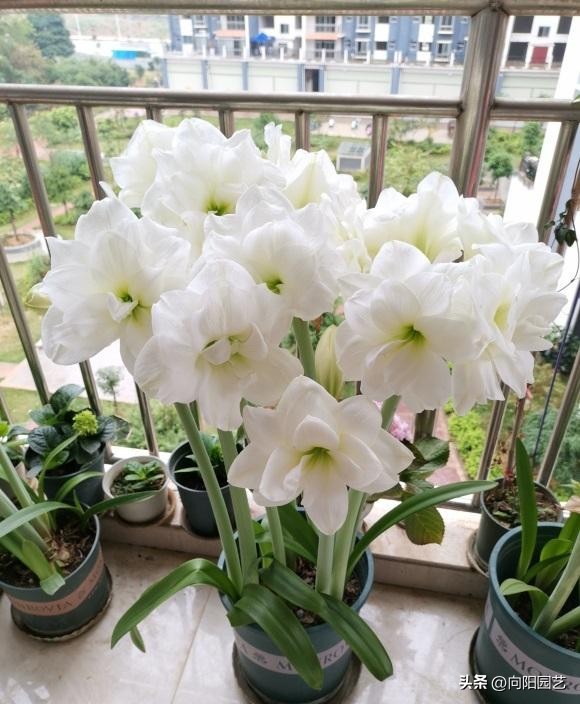 朱顶红遍地都是假货，花大价钱买土朱，让人防不胜防！