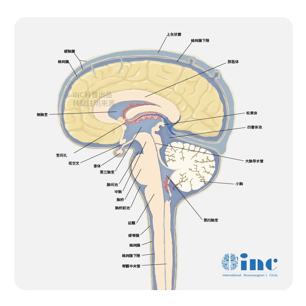 儿童脑瘤放疗后可以走吗,小孩脑瘤手术后放疗能活多久