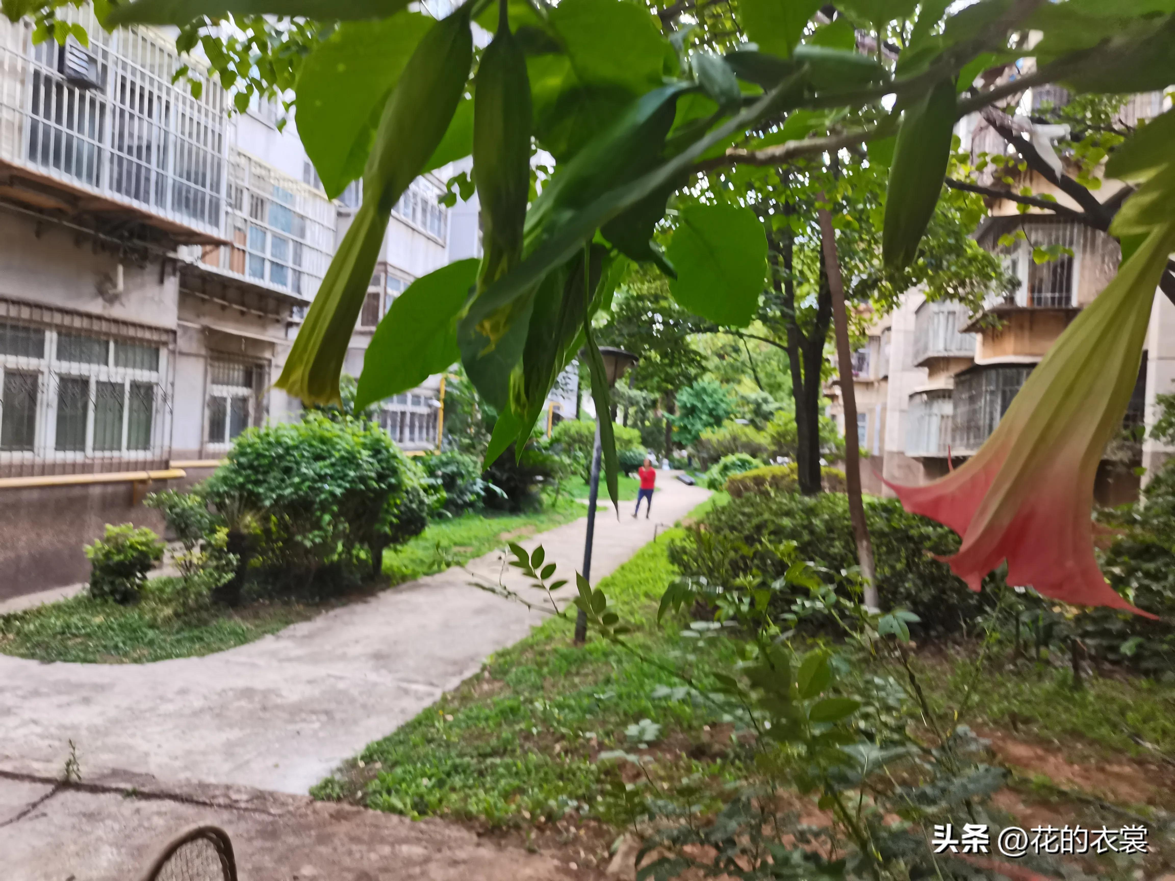 曼陀罗的果实是哪样的,曼陀罗的果子像什么样