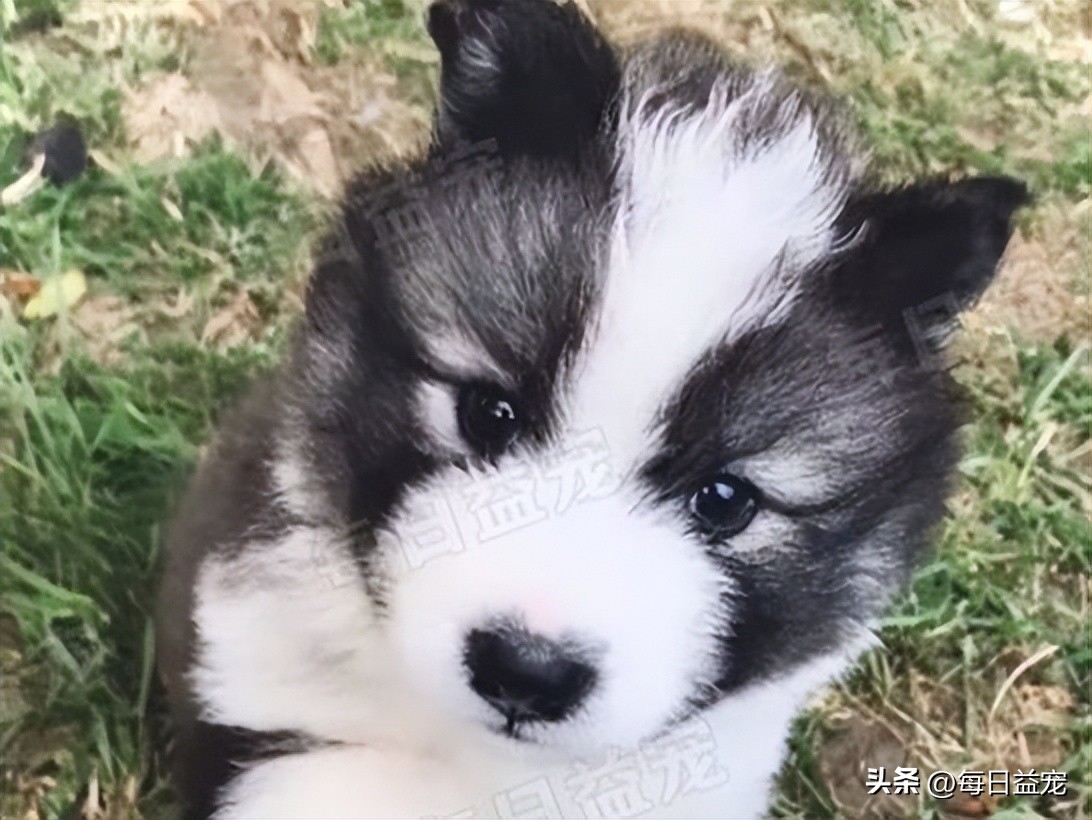 高价买回一只萨摩耶，半年后发现不对劲，铲屎官气到无力吐槽