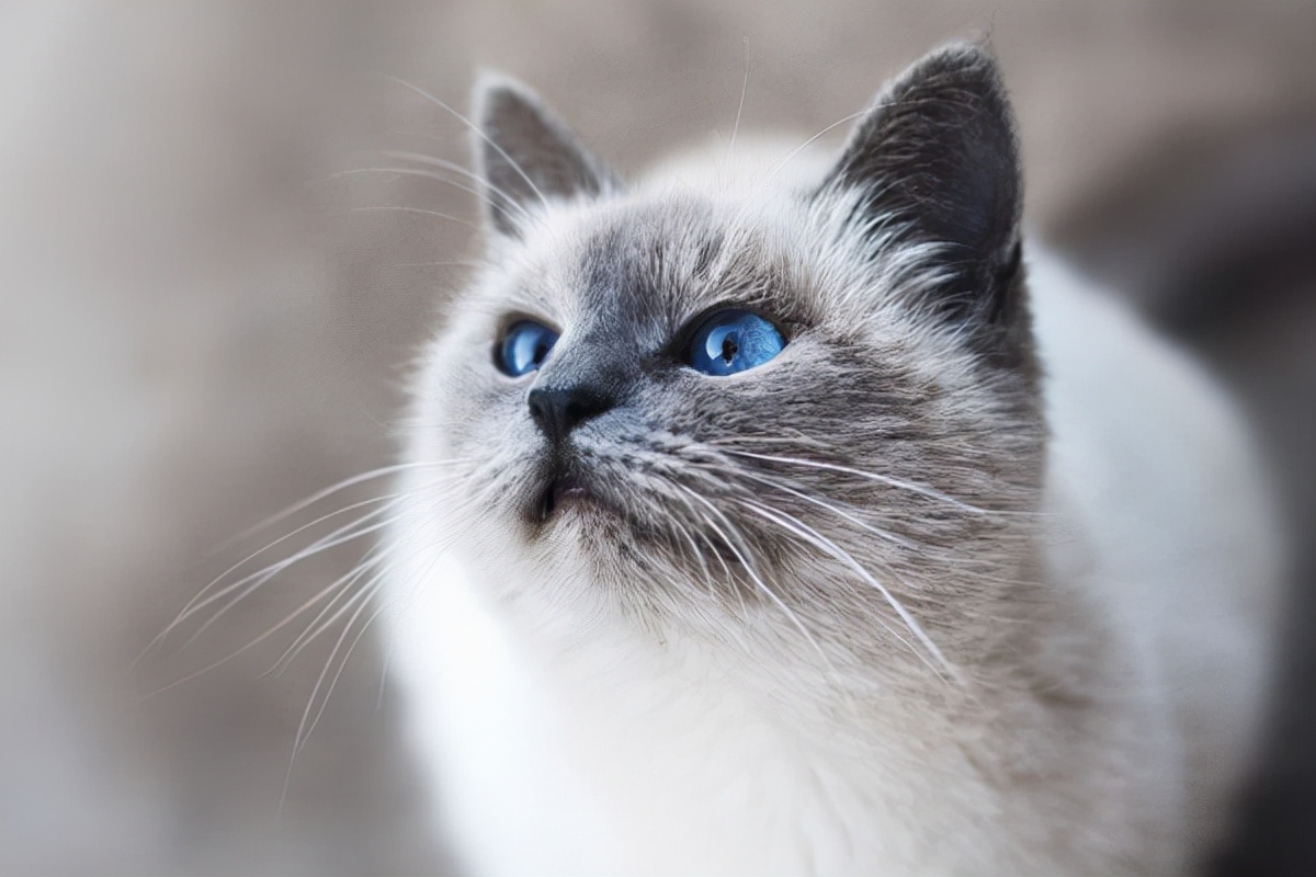 猫咪肉垫干裂出血怎么办,猫咪肉垫干裂严重涂什么