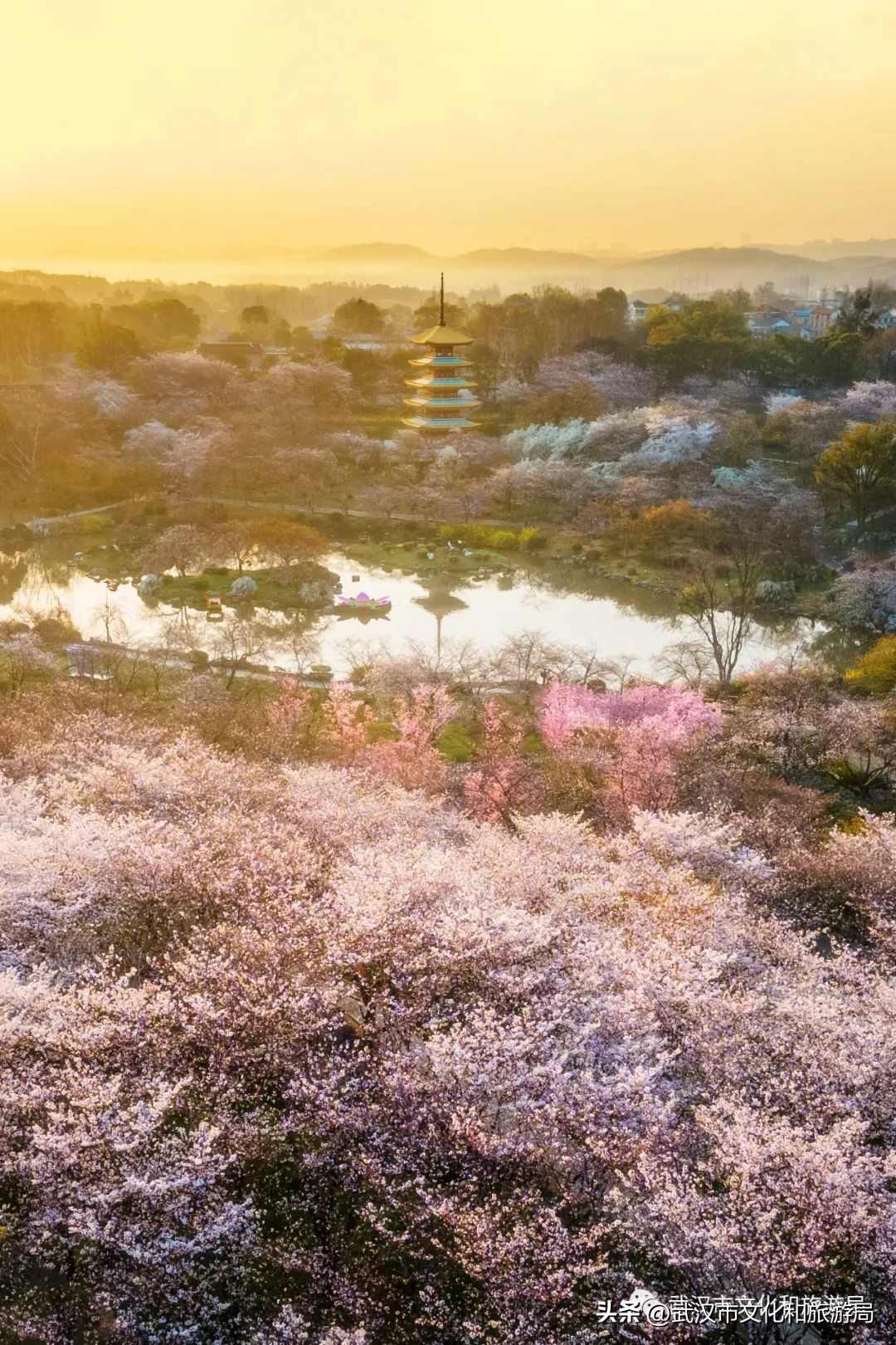 来武汉一定要去一趟东湖看荷花,来武汉看樱花吧