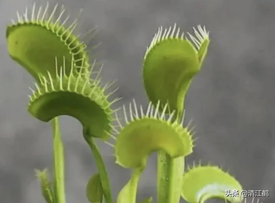 又好看又便宜的食虫植物,有什么推荐的食虫植物