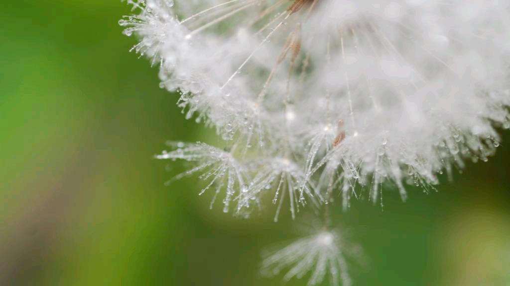 蒲公英能杀死癌细胞是真的吗,蒲公英杀死癌细胞治疗甲状腺结节