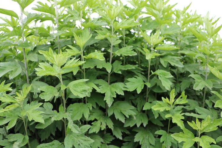 每天用艾叶泡脚,坚持一个月,身体会发生哪些变化?