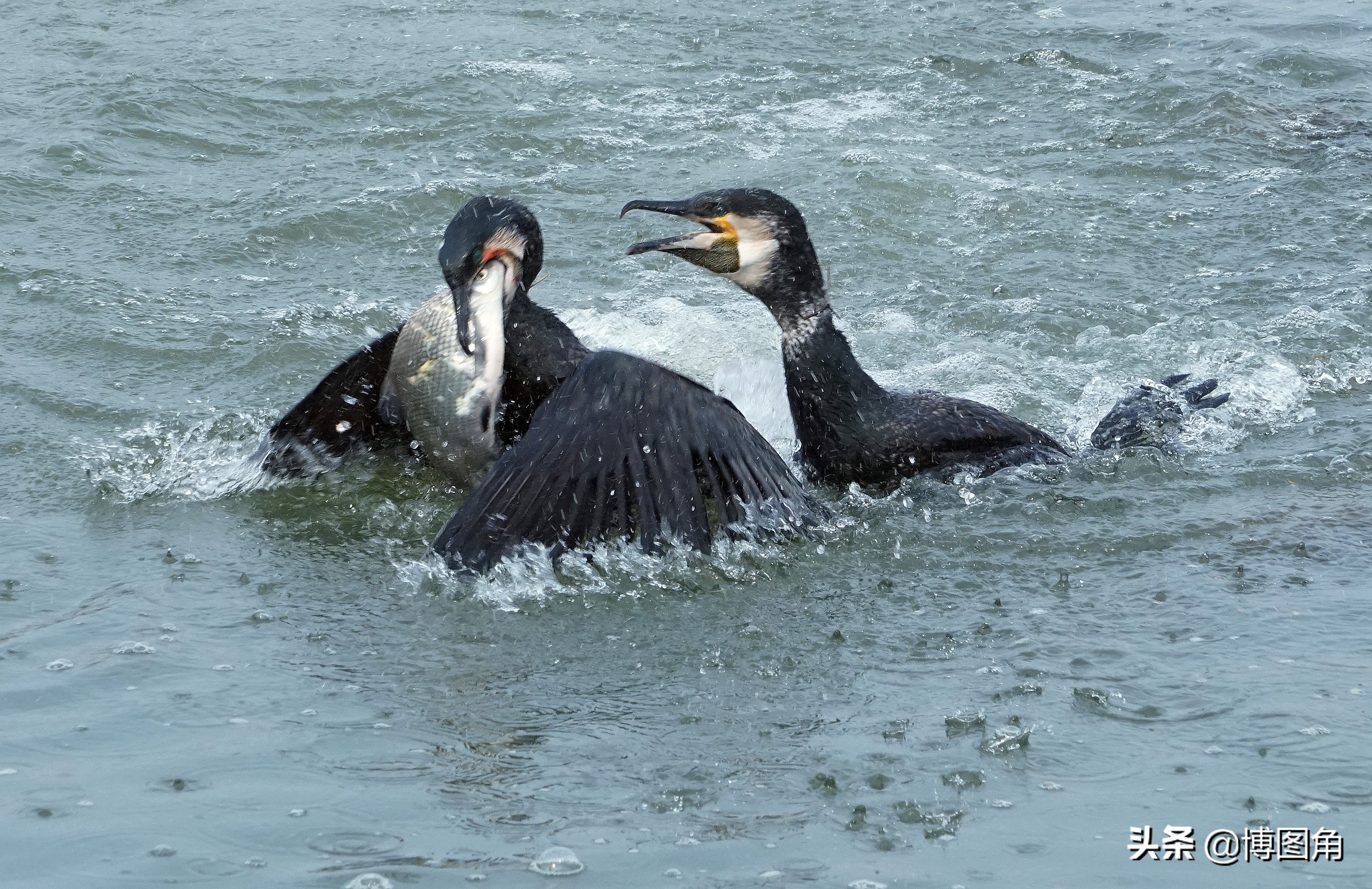80年代农村鱼鹰捕鱼,渔民与鸬鹚捕鱼图片