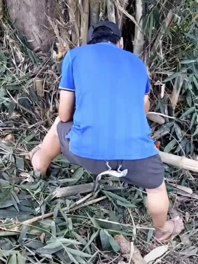 男子上山砍竹笋，没想到带了只壁虎回家，邻居感叹：这叫虎虎生威