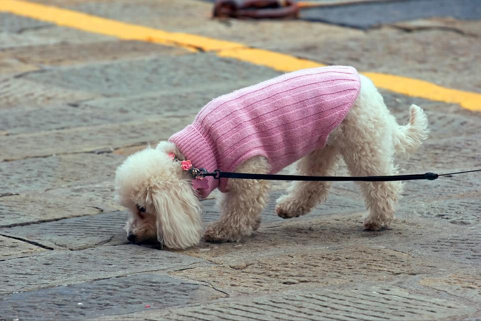 泰迪贵宾犬怎样区分,泰迪贵宾犬怎么区分