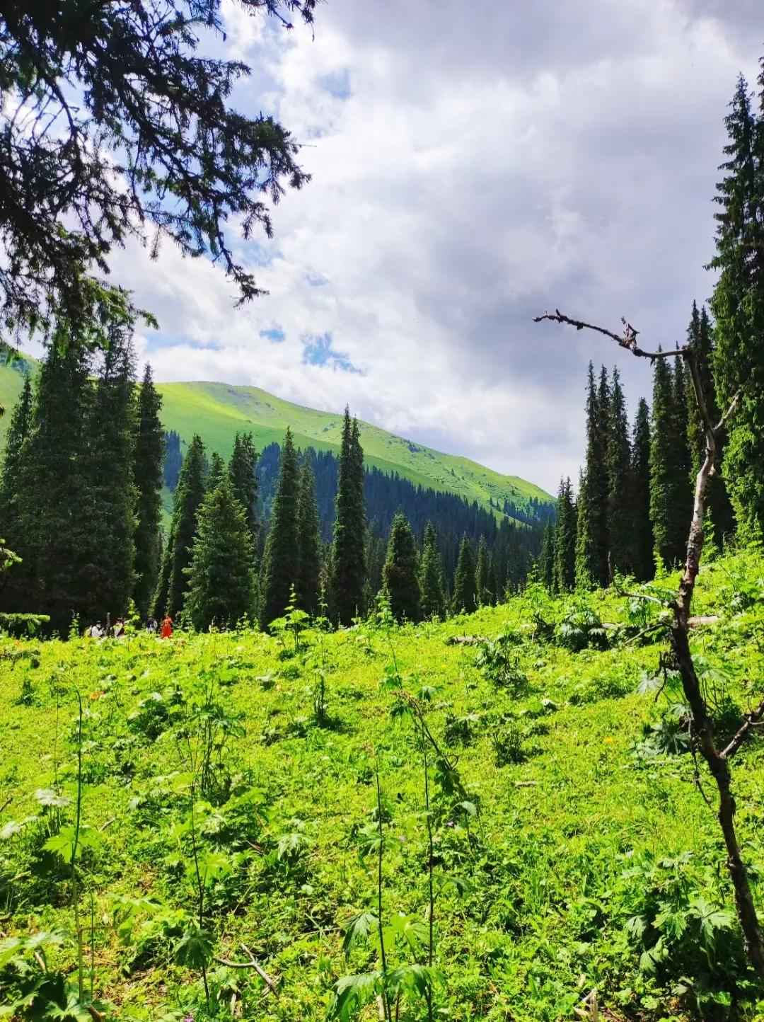 穿越森林探险视频,穿越森林探险之旅