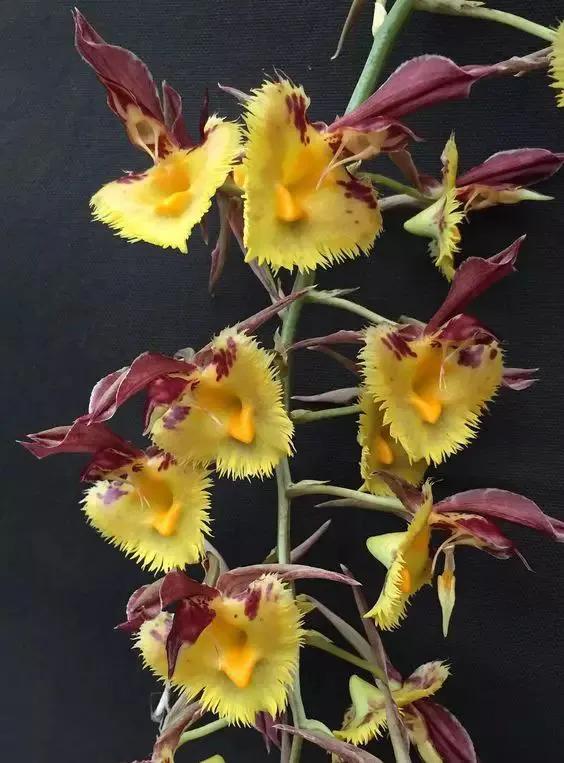 十种最有名的兰花图片,最美的100种兰花图片