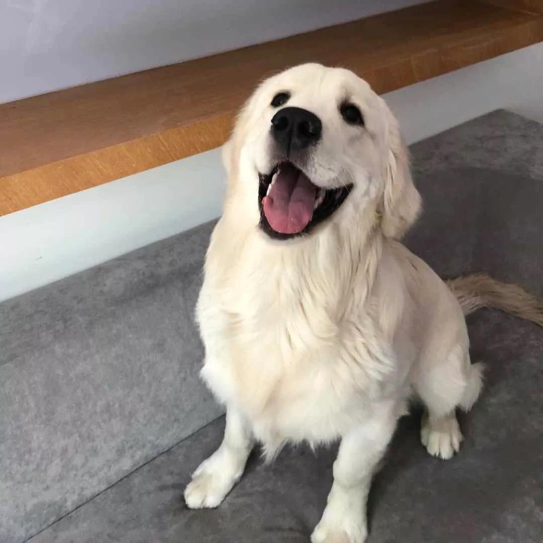 大金毛真的是太暖心了,大金毛到底有多可爱