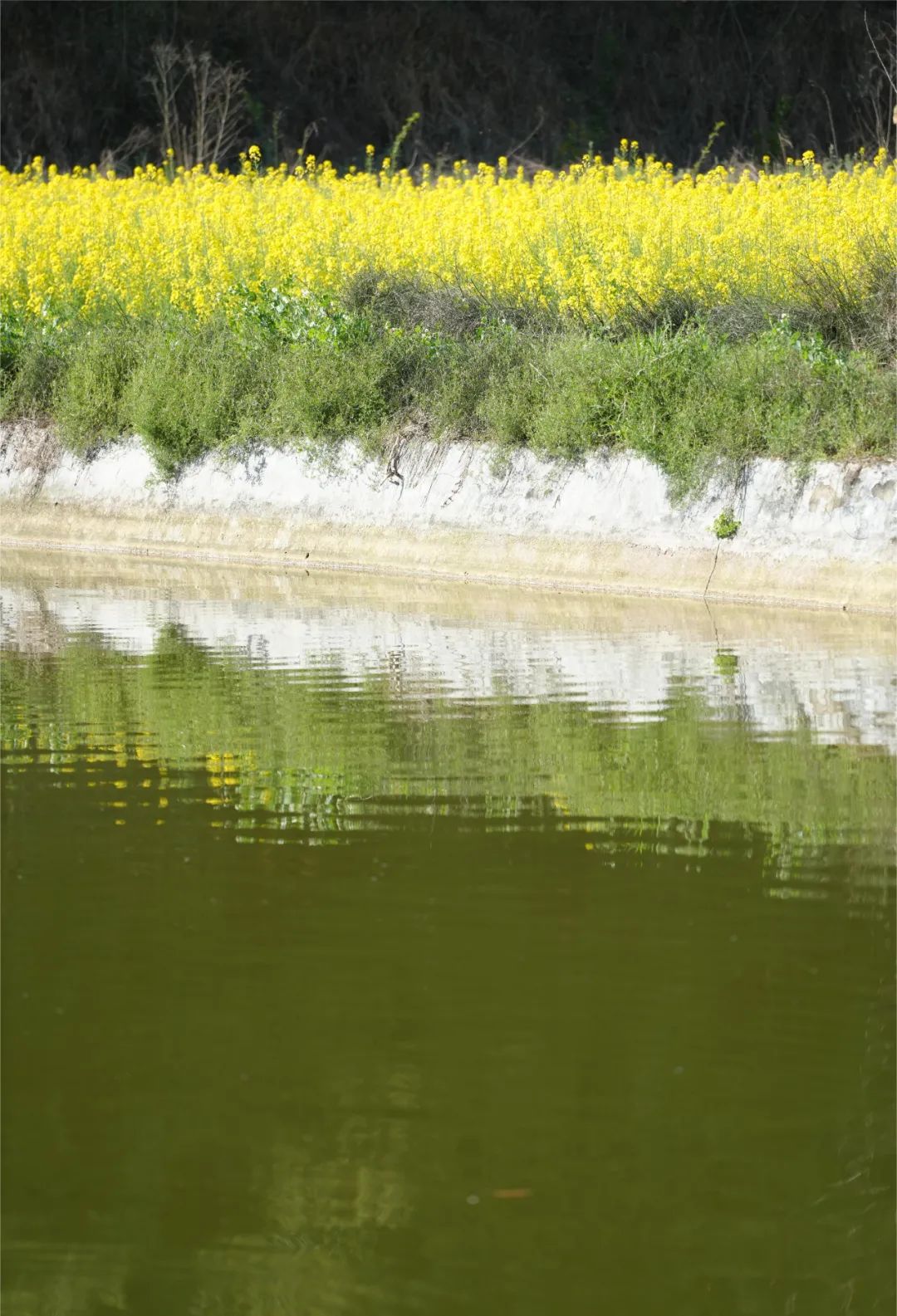 成都市区现实版桃花源记在哪里,成都公交可达的古镇
