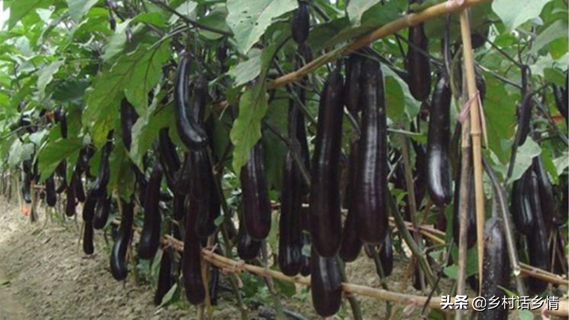 防治茄子瓢虫土方法,露地茄子如何防治七星瓢虫