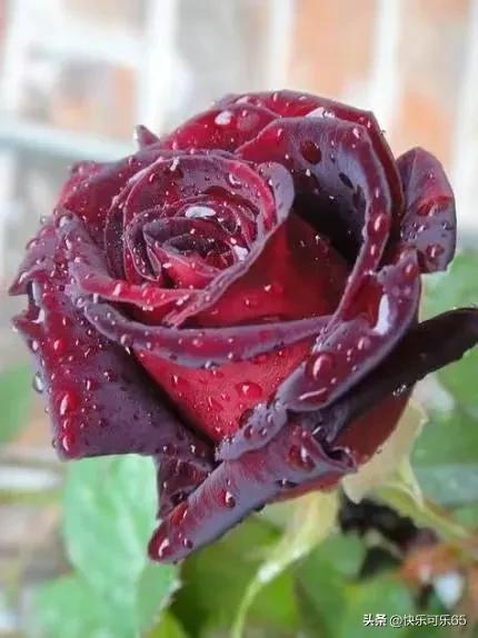 玫瑰花真的有那么多颜色吗,玫瑰花各种各样的颜色