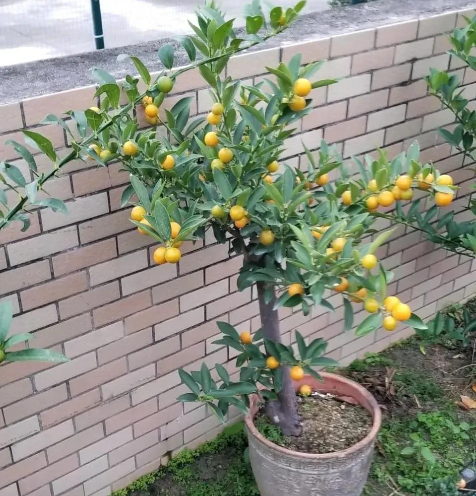 4种贵气花越养越旺家,家养3种富贵花福气好运挡不住