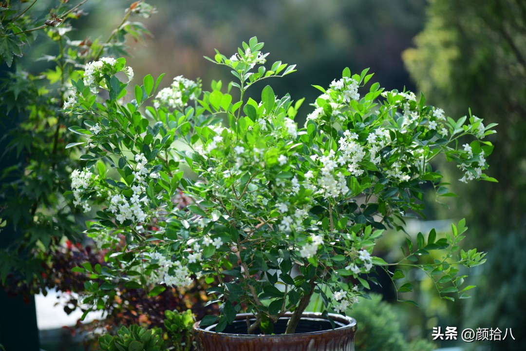 几乎没有存在感的七里香，到底是怎样的？|园丁