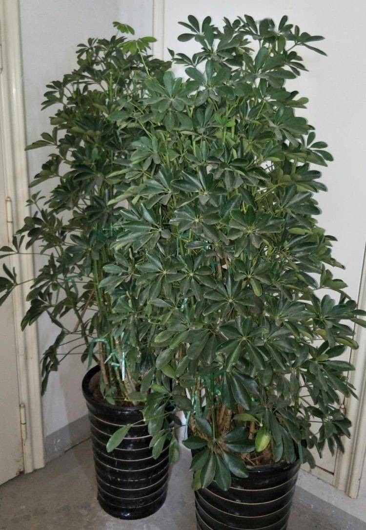 招财树怎么养？记住“4点”，枝叶繁茂四季翠绿，家中财运旺