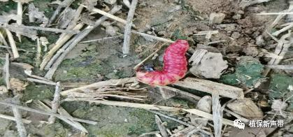 蛀干害虫为害症状识别,什么是蛀干害虫