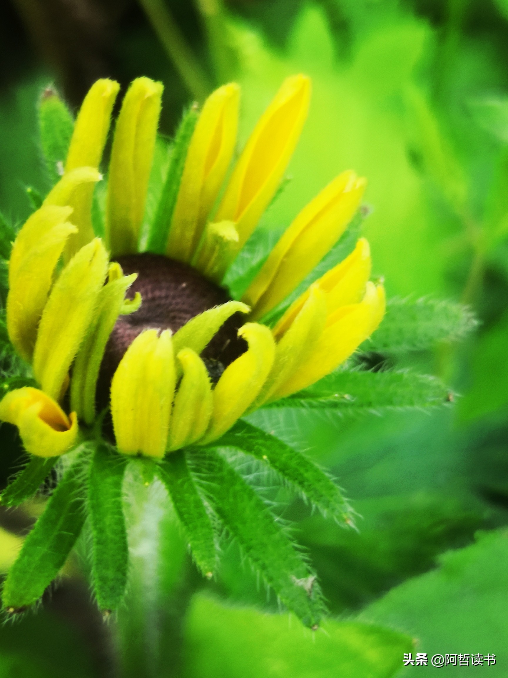 黑心金光菊：花名不雅，花姿灿烂，菊花里独特耀眼的一款