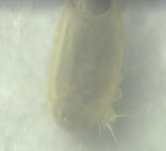 稻田惊现不明生物行动诡异,大山深处不明生物真相大揭秘