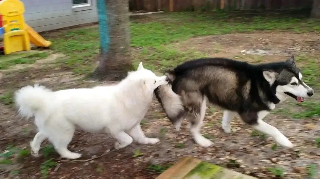 气死！拼夕夕150元买德牧，到手一看，山东德州牧鸡犬？？