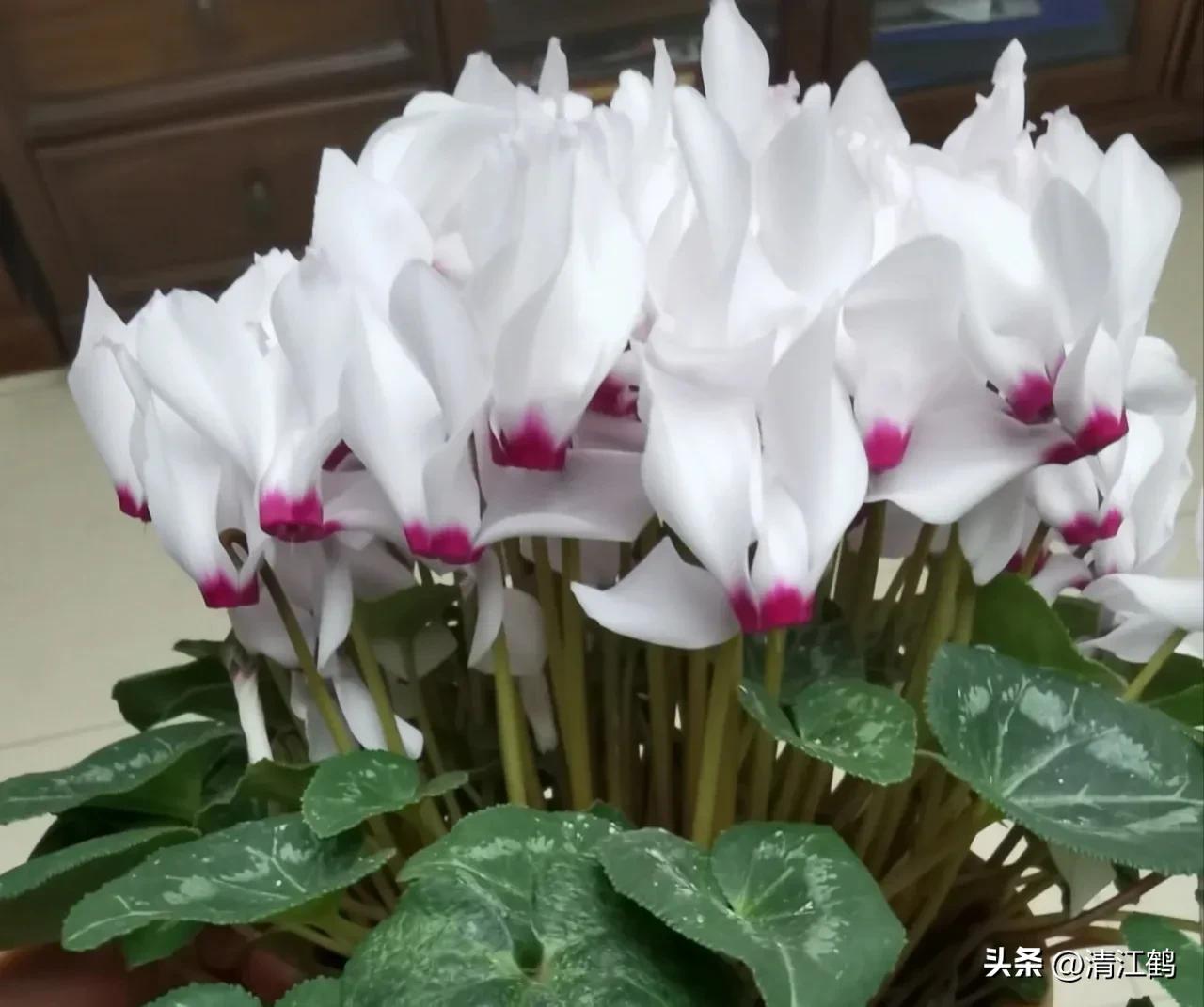 仙客来腐烂的挽救办法,仙客来病了怎么救活