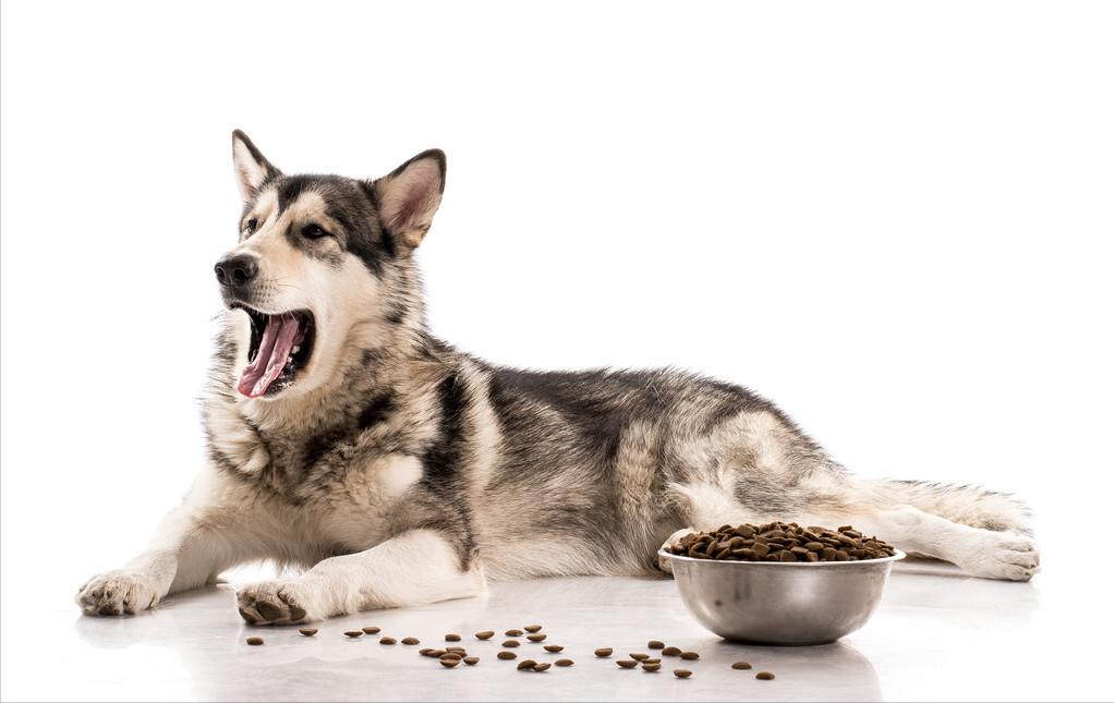 三个月阿拉斯加呕吐,阿拉斯加呕吐黄粘稠液体