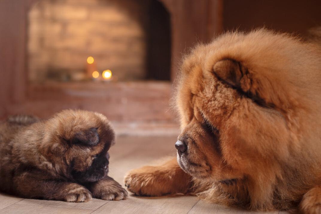 松狮犬的优点和缺点有哪些,土松狮犬优缺点