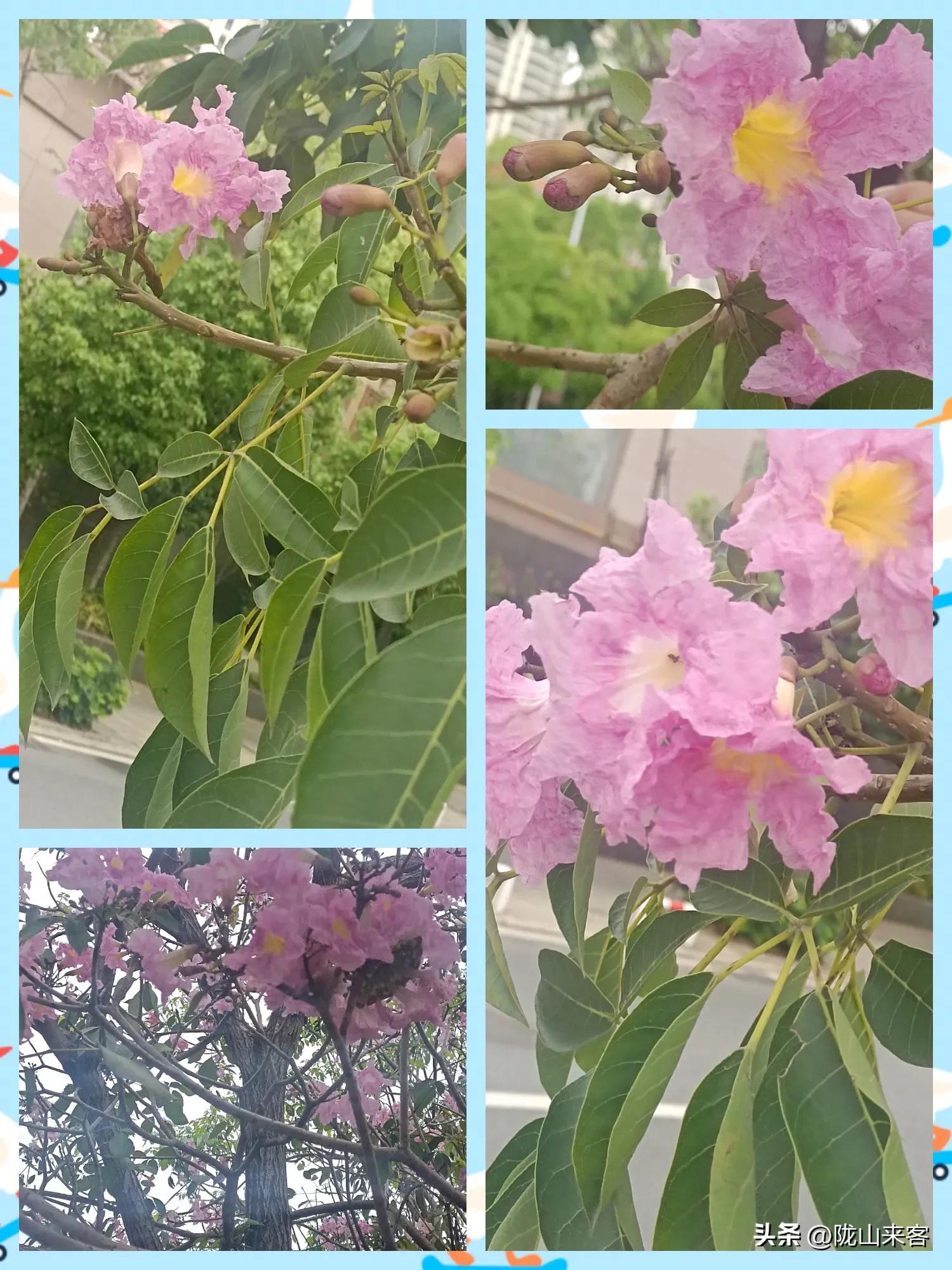 看图识花卉查询,看图识别花草树木