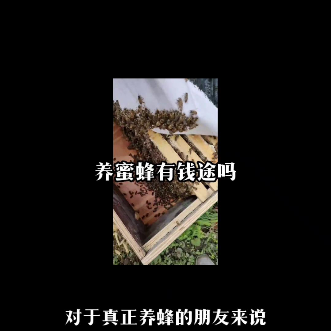 养殖蜜蜂100箱一年能赚多少钱,蜜蜂怎么养才会发家