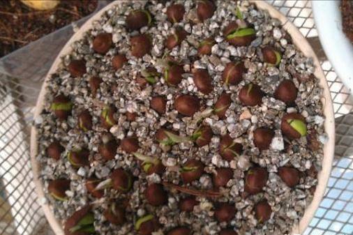 吃水果把核吞进去了,吃完芒果把核扔花盆里