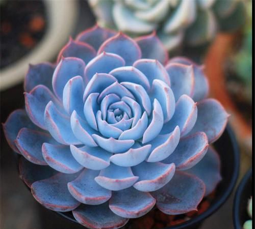 十二卷多肉的品种图鉴,100种多肉植物图片大全