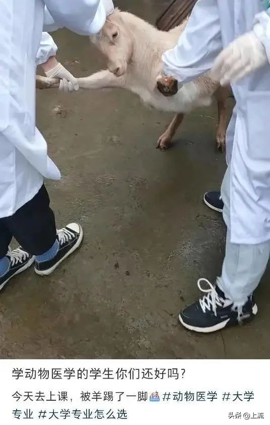 被黑天鹅打得措手不及,学校黑天鹅被学生拿