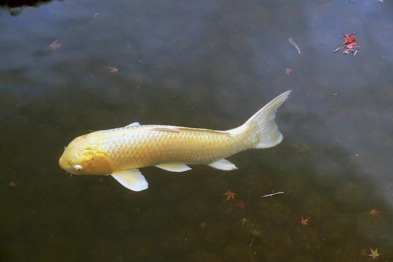 最好养的观赏鱼冷水鱼有哪些中型,冷水鱼有哪些观赏鱼比较好看