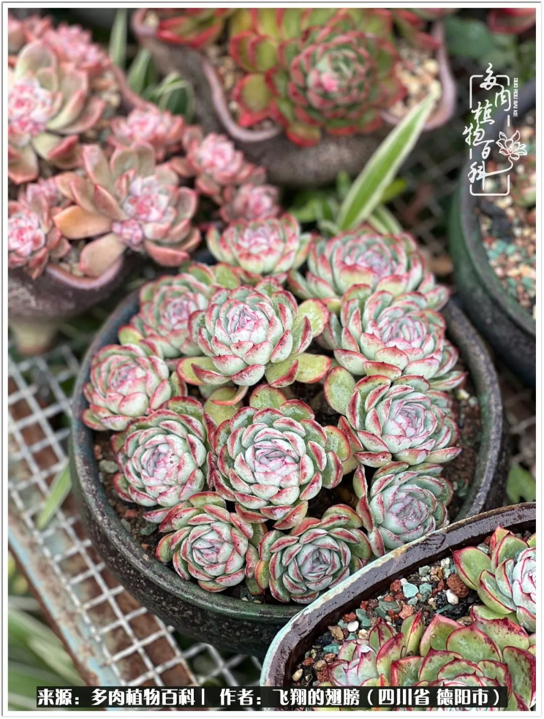 多肉的正确养殖方法冬天怎么养活,多肉怎么养活而且长得快且好看